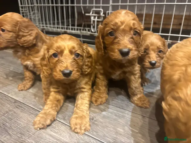 Cockapoo dogs for sale: Cockapoo puppies - Advert 2