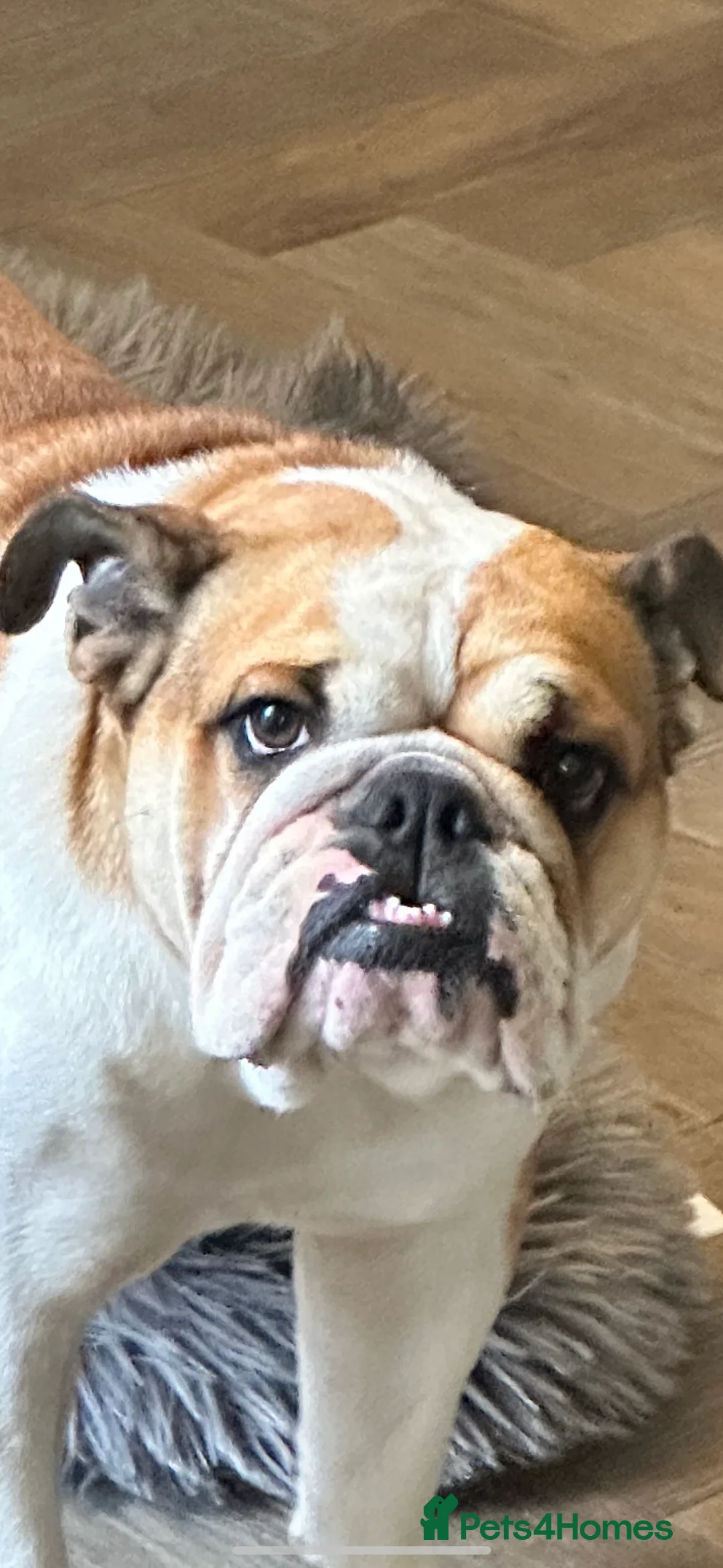 English Bulldog dogs for sale: Norma - Advert 9