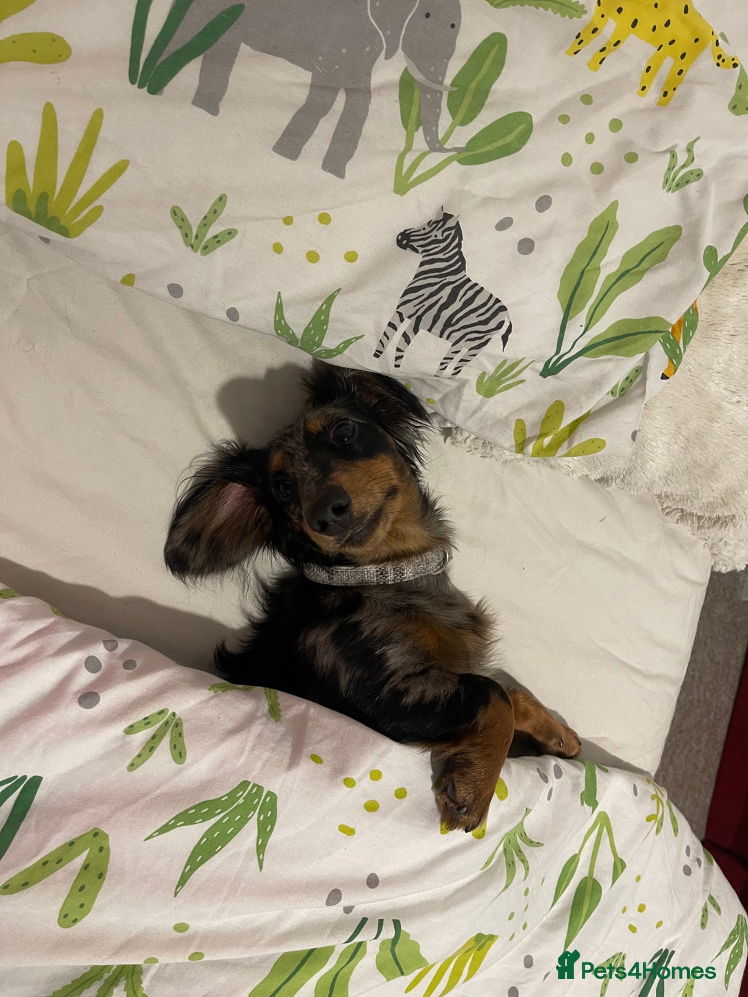 Miniature Dachshund dogs for sale:  Miniature Dachshund for rehoming.  - Advert 6
