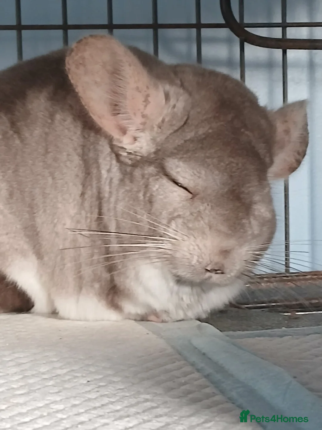 Chinchilla rodents for sale: Chincillas - Advert 2