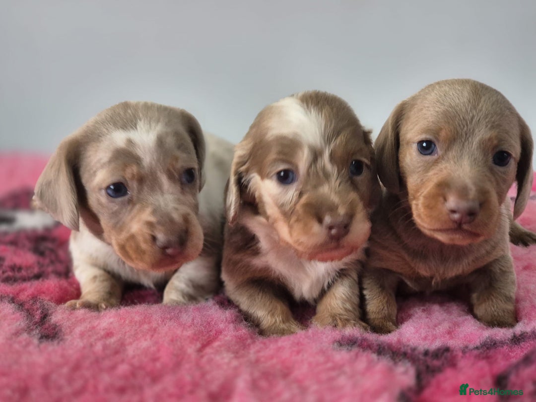 Miniature Dachshund dogs for sale: KC Registered Miniature Dachshund  - Image 4