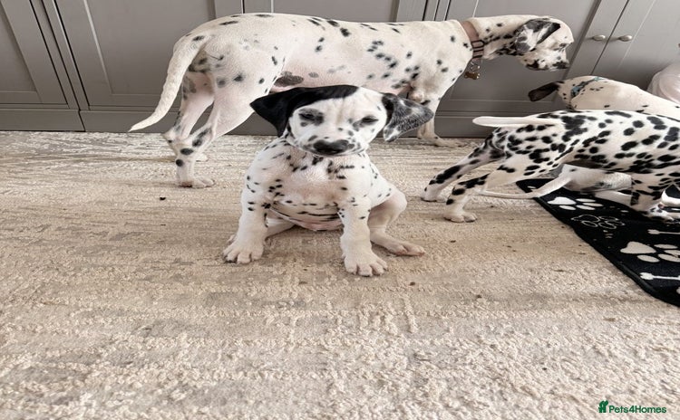 Dalmatian dogs - Advert 1
