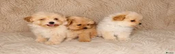 Pomapoo dogs for sale: Pompoo puppies  in Yarm - Advert 2