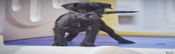 Patterdale Terrier dogs for sale: Patterdale Terrier Puppies, Last 2 Left! 🐾 - Advert 8