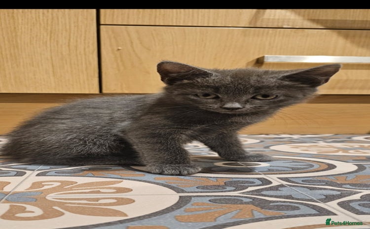 Domestic Shorthair cats - Advert 10