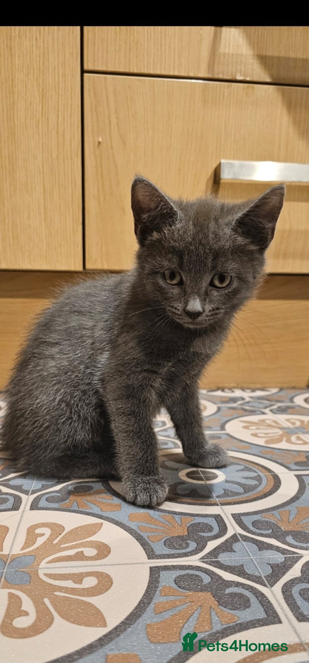Domestic Shorthair cats for sale: 3 Grey Kittens ready for their new adventure!  - Image 1