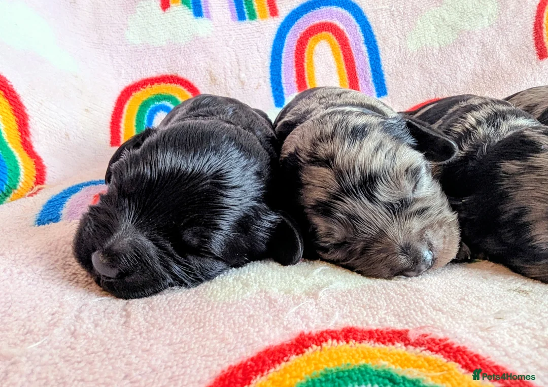 Cavapoo dogs for sale: DNA health tested Merle Cavapoos - Advert 16