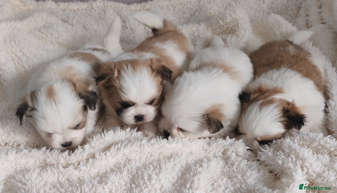 Mixed Breed dogs for sale: Shiranian puppies. (Mum Shihtzu, Dad Pomeranian  - Advert 2