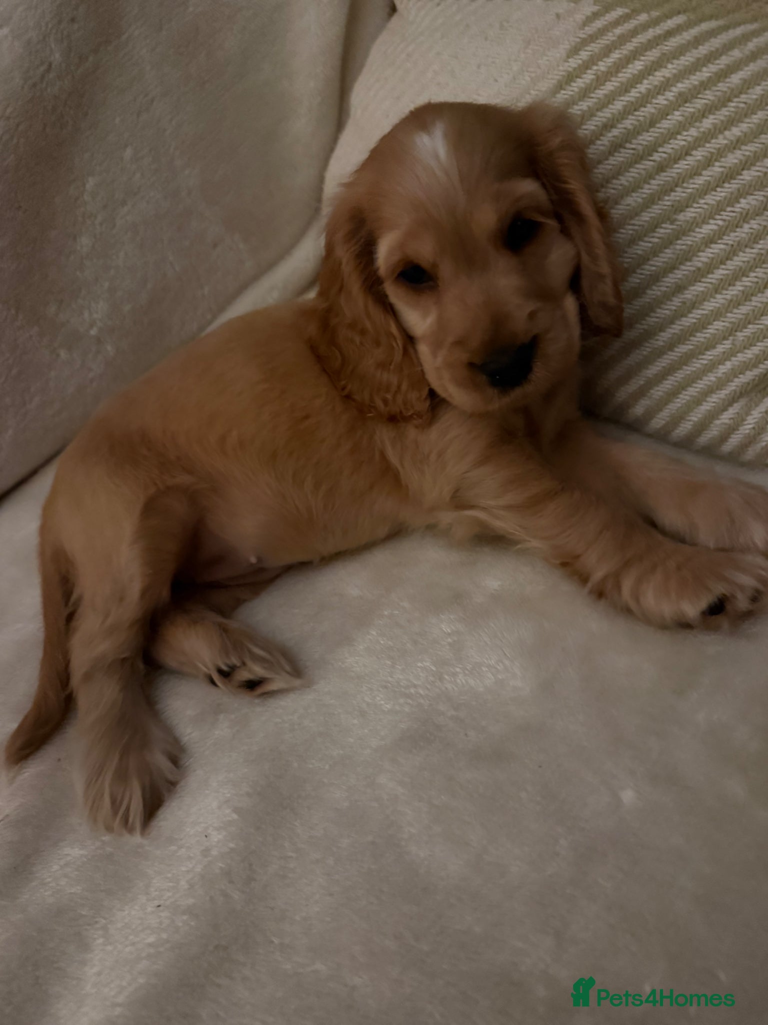 Cocker Spaniel dogs Stunning kc reg show cockers fully health tested  - Advert 1