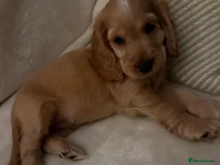 Cocker Spaniel dogs Stunning kc reg show cockers fully health tested - Advert 1