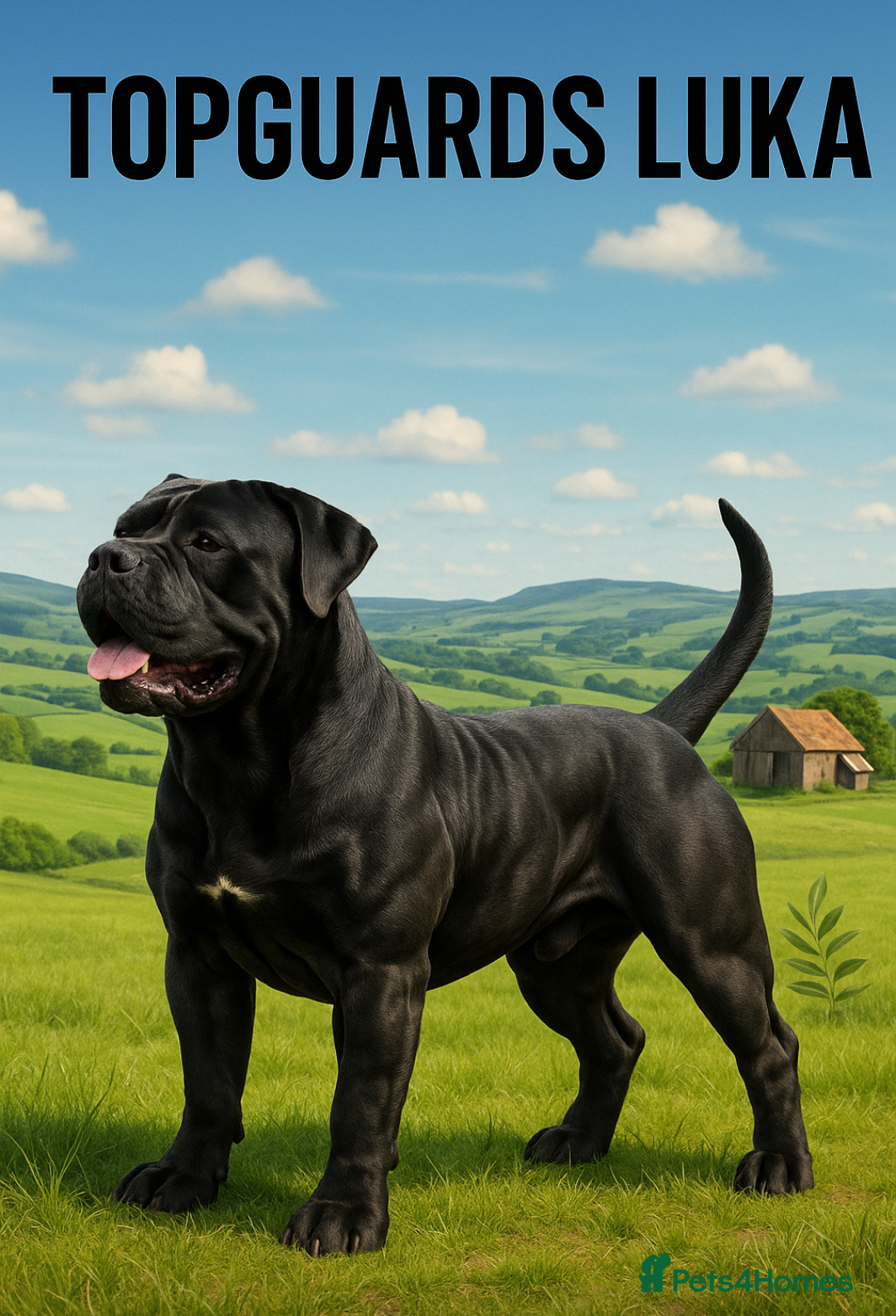 Mastiff dogs Black Boerboel for Stud in Batley - Advert 1