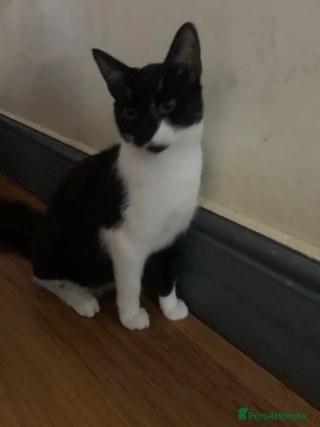 Mixed Breed cats for sale: Youngsters looking for home - Advert 20
