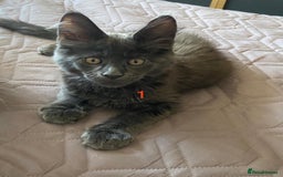 Maine Coon cats for sale: TICA Maine Coon Russian - Image 2
