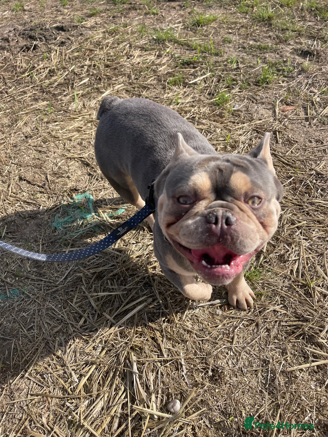 French Bulldog dogs for sale: 2 year old male French Bulldog, Dexter - Advert 4