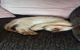 Turkish Angora cats for sale: Turkish angora  - Image 21