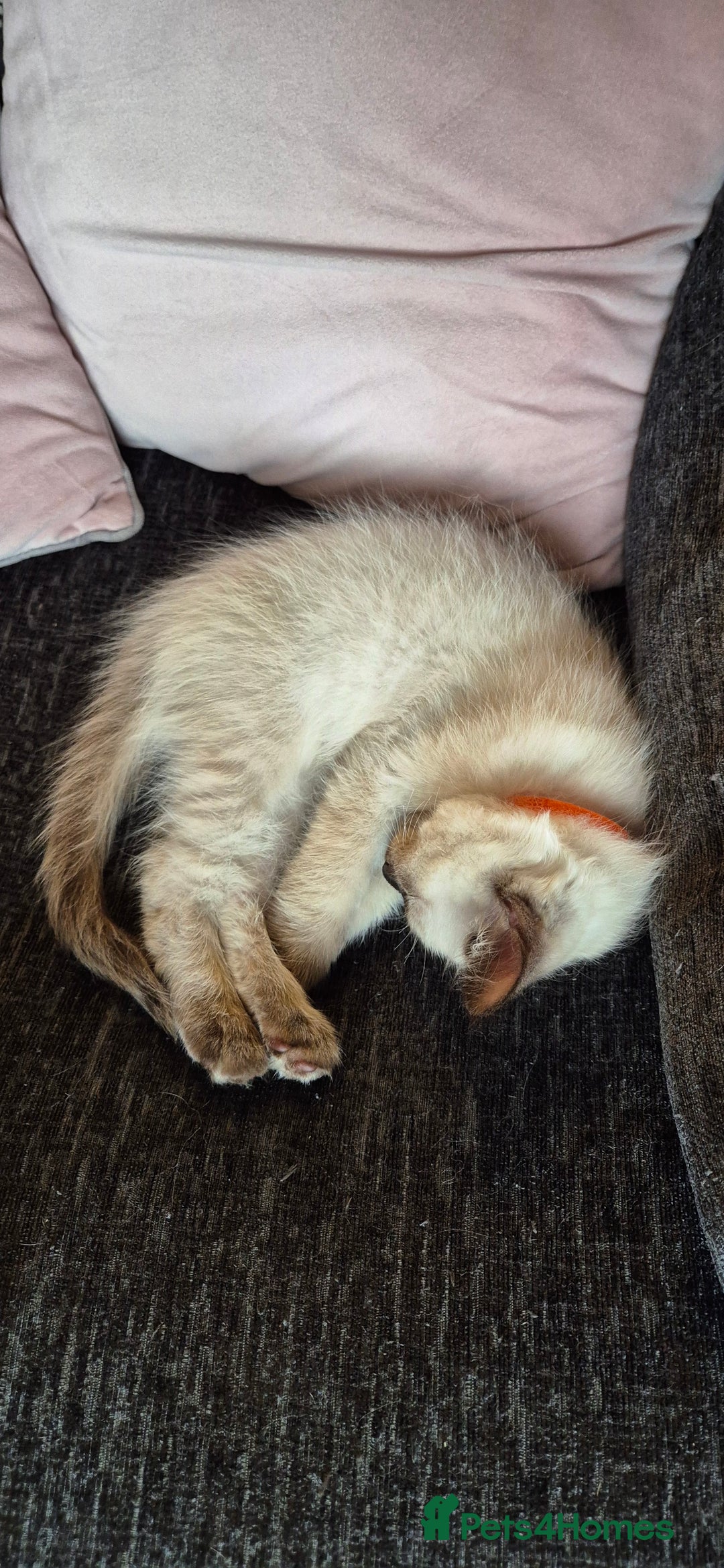 Turkish Angora cats for sale: Turkish angora  - Image 21