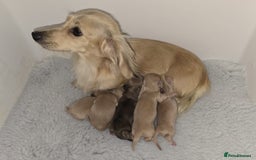 Miniature Dachshund dogs for sale: Champion line creams  - Image 2