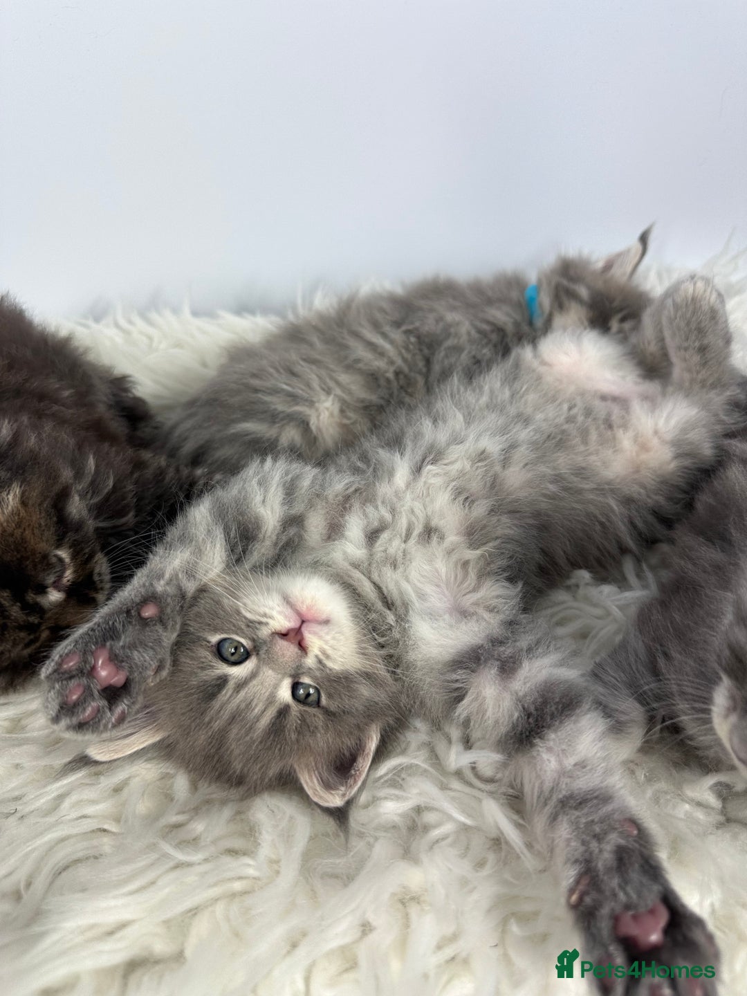 Maine Coon cats for sale: 6 Gorgeous Pure Breed Maine Coon Kittens - Advert 4