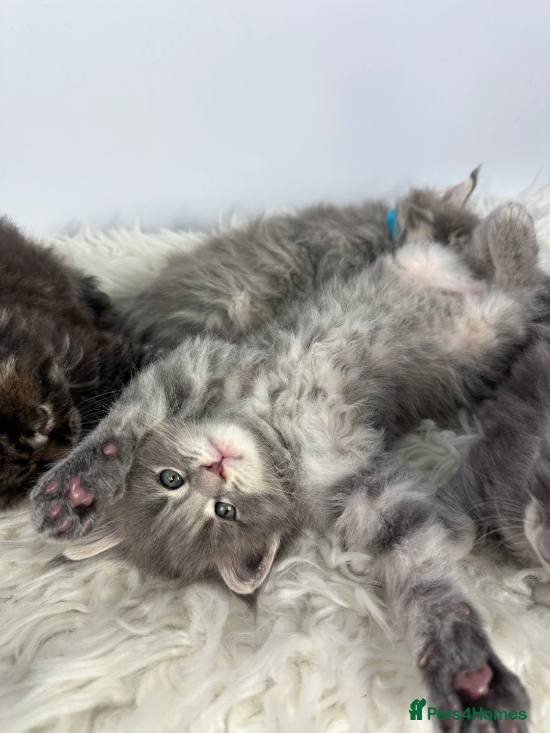 Maine Coon cats for sale: ✨Last 2 Gorgeous Pure Breed Maine Coon Kittens✨ - Advert 9