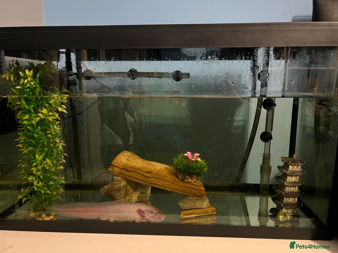 Axolotl reptiles for sale: 4 year old male ‘Axo’  - Advert 4