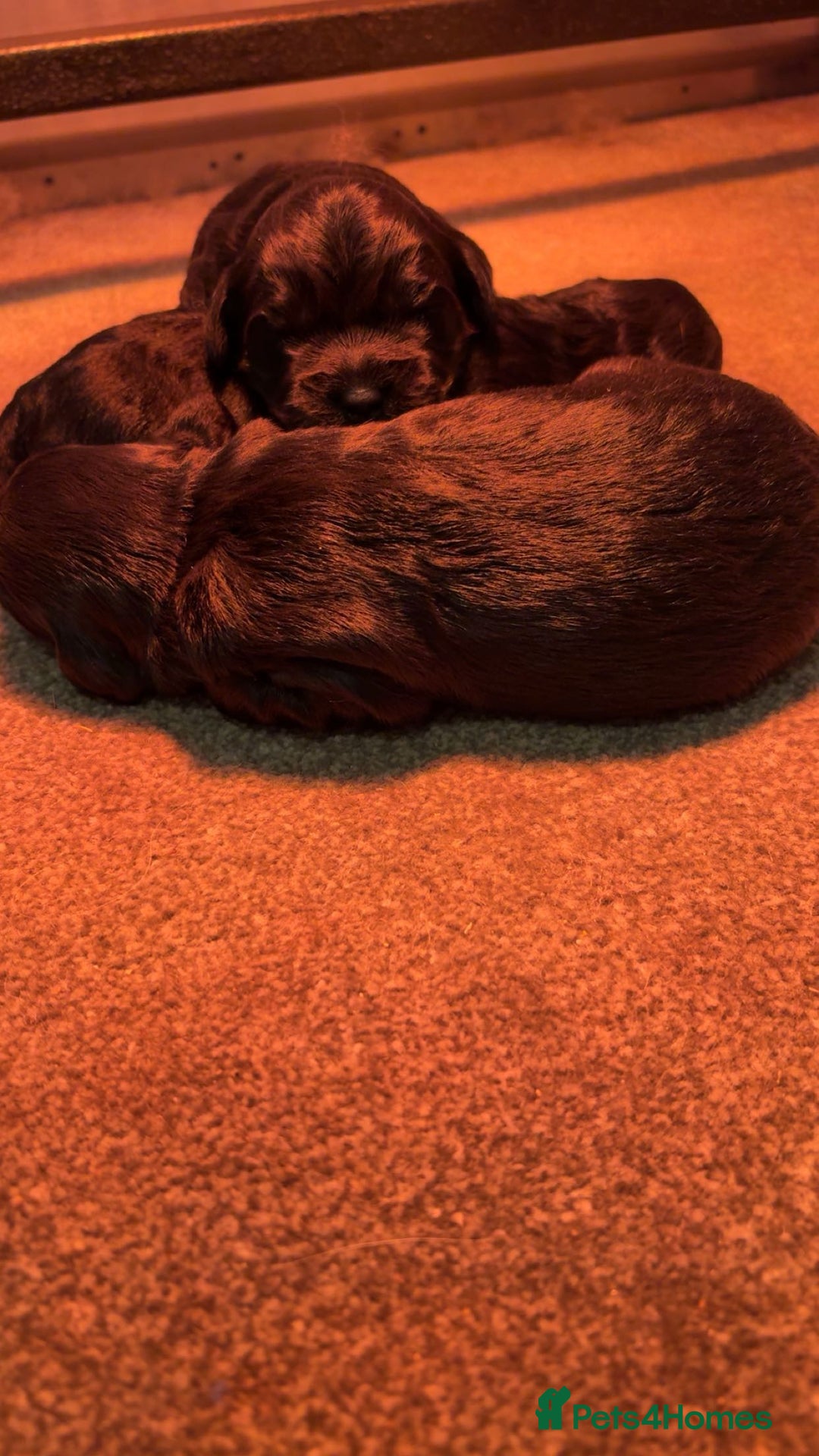 Cockapoo dogs for sale: Adorable f1 cockapoos - Advert 6