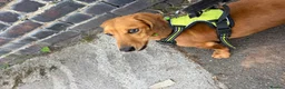 Mixed Breed dogs for adoption: ❤️🐶 MARLENE & 💙🐶 BOYCIE – TWO LITTLE SOULMATES in Lichfield - Advert 33