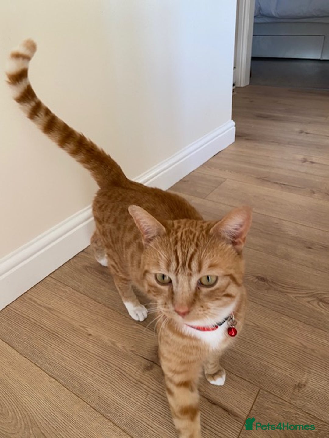 Mixed Breed cats for sale: Ginger & White Young Male Cat looking forever home - Advert 7