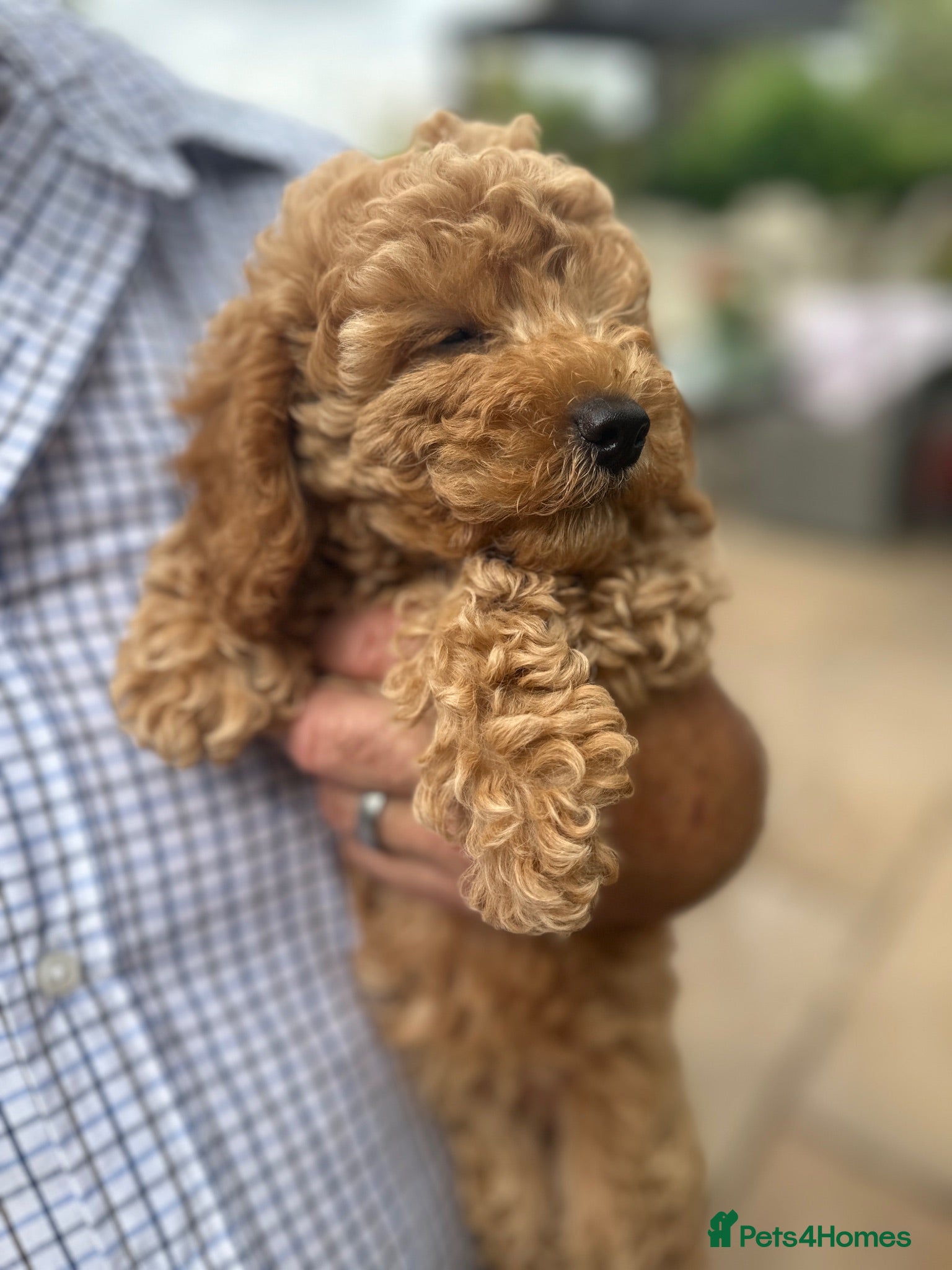 Miniature Poodle dogs BEAUTIFUL RED MINIATURE POODLE GIRL LOTTIE - Advert 3