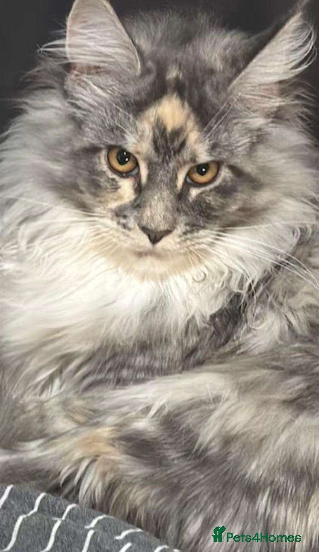 Maine Coon cats for sale: Beautiful Tica Registered Maine Coon Female  - Advert 3
