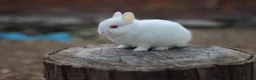 Netherland Dwarf rabbits for sale: Exceptional Netherland Dwarf Babies Available  - Advert 18