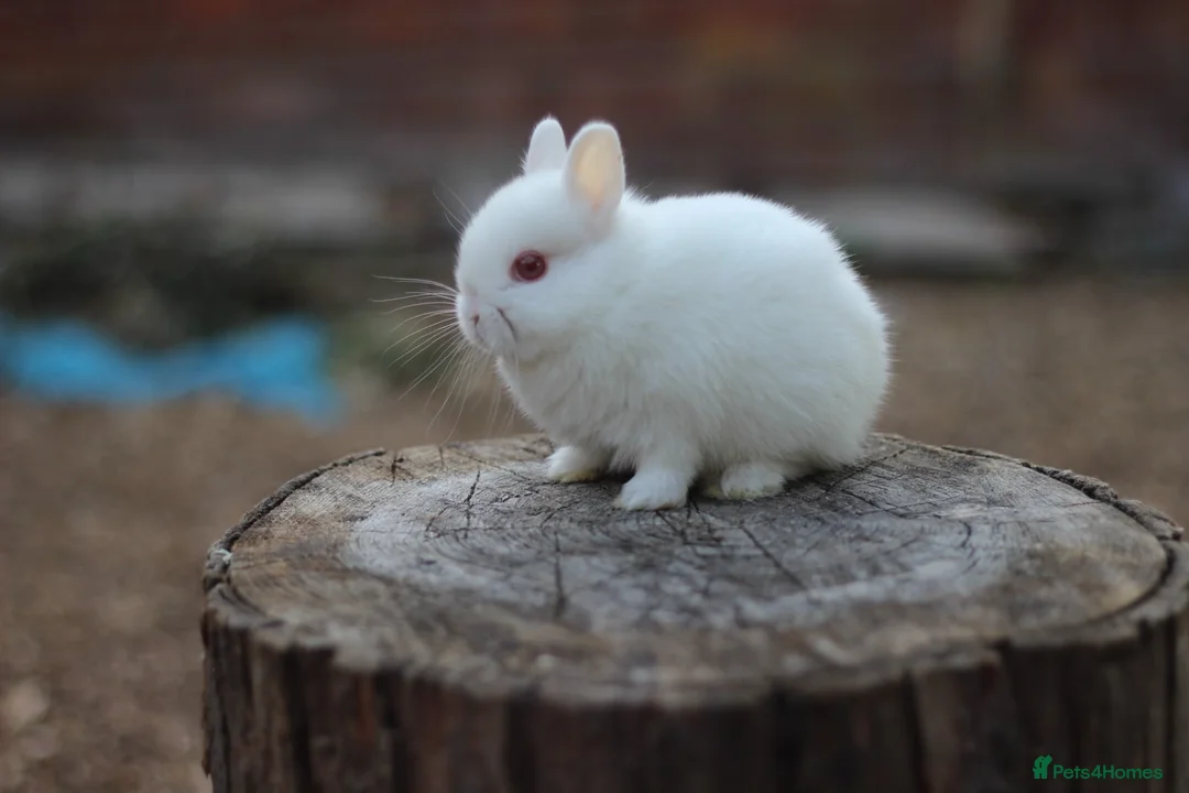 Netherland Dwarf rabbits for sale: Exceptional Netherland Dwarf Babies Available  - Advert 18