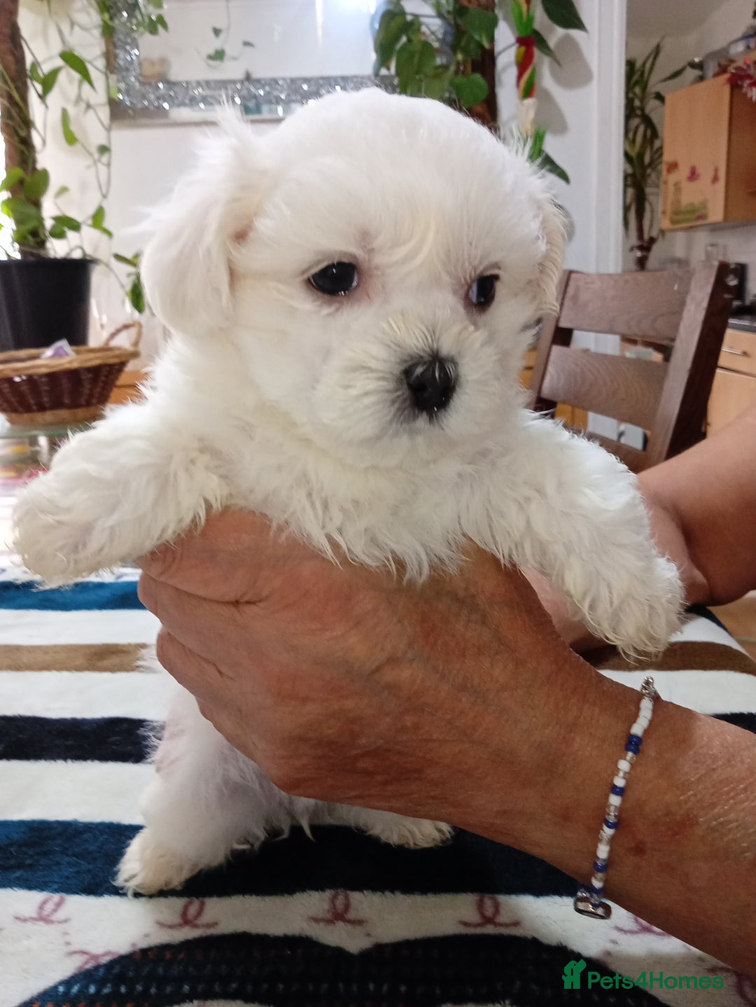 Maltese dogs for sale: Maltese puppies  - Image 3