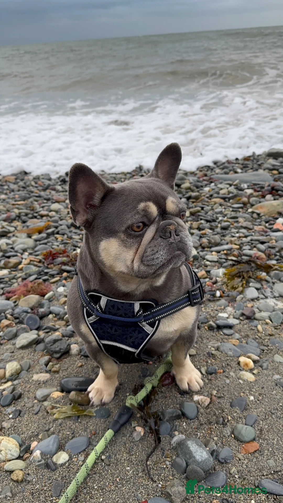 French Bulldog dogs for sale: In need of a loving home  - Advert 6