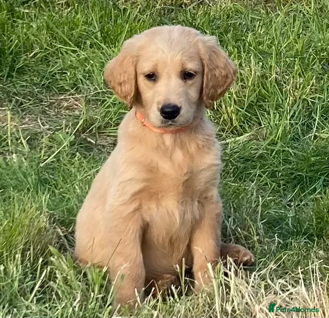 Goldendoodle dogs for sale: Goldendoodle pups Born 25 March 2026 - Advert 2