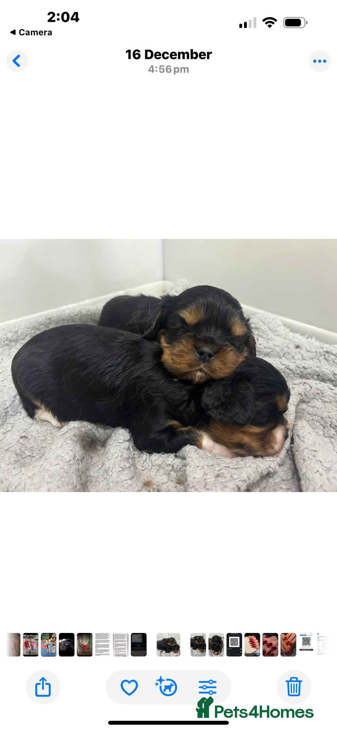 Cavalier King Charles Spaniel dogs for sale: Two beautiful kc boys  - Advert 14