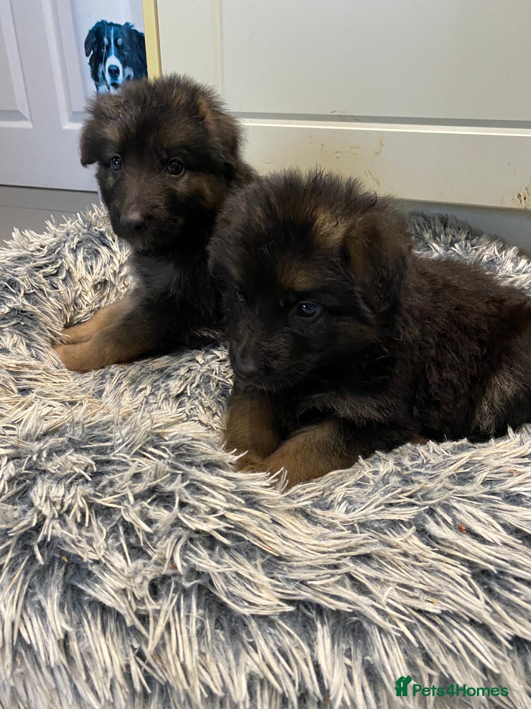 German Shepherd dogs for sale: KC Reg. Amazing Beautiful Girls Awaiting A Home ❤️ - Image 20