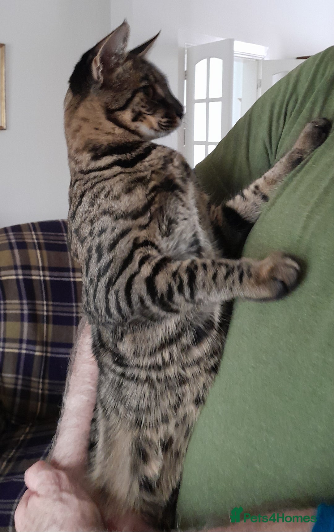 Savannah cats for sale: Large TICA Registered Spotted Savannah Boy Kitten  - Image 10