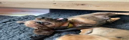Miniature Dachshund dogs for sale: Dachshund Puppies for sale in Inverness - Advert 5