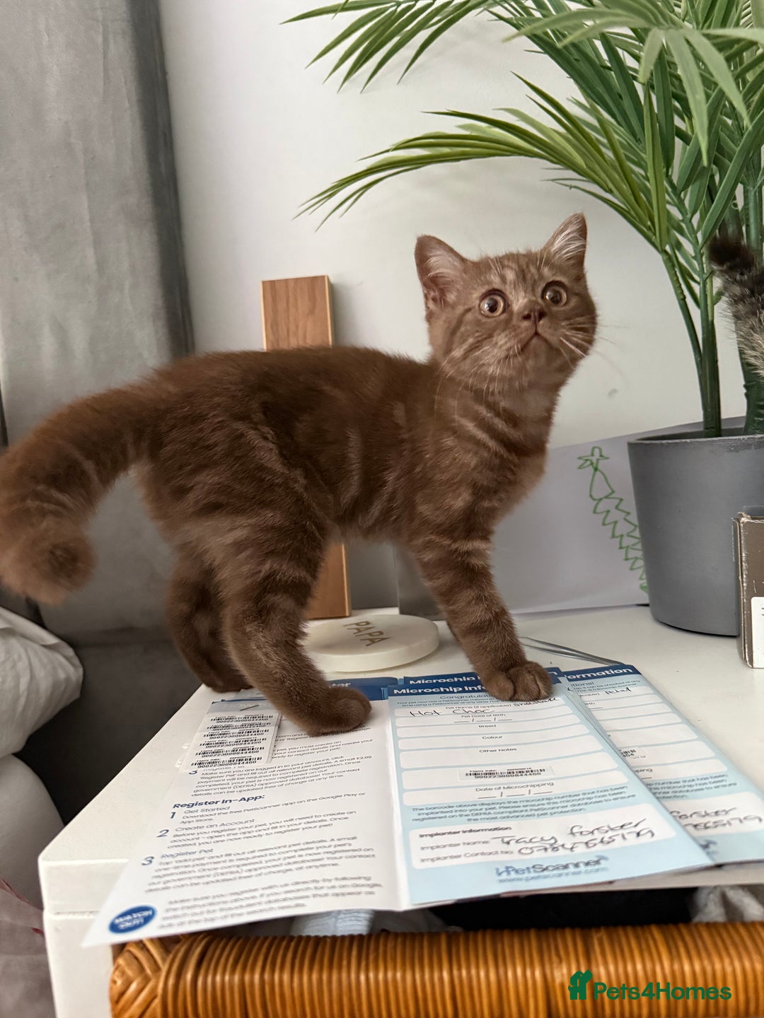 British Shorthair cats for sale: BSH x SF show quality kittens (REDUCED) - Image 12