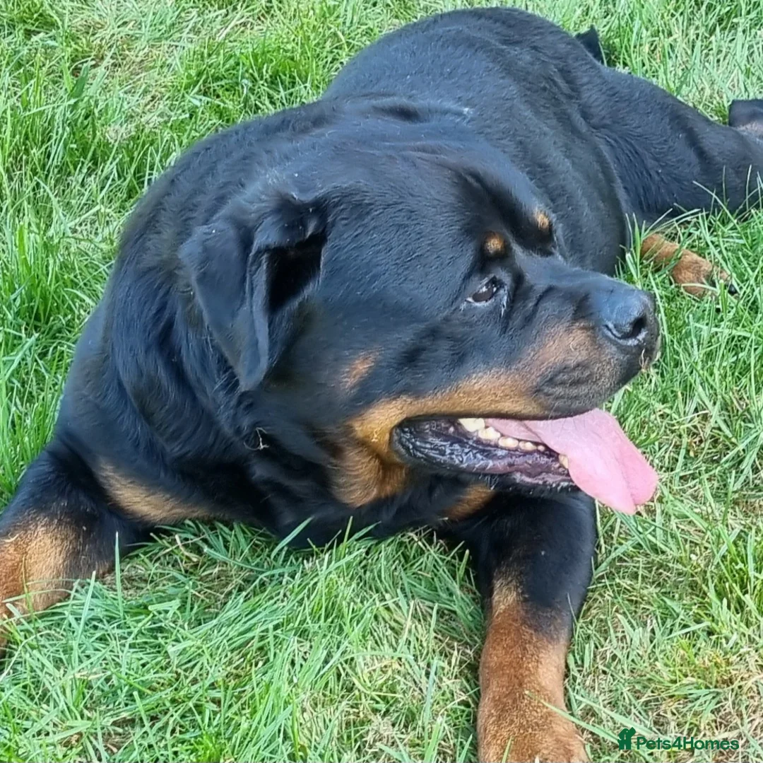 Rottweiler dogs for stud: Kc Registered, proven, health tested stud in Wisbech - Advert 15