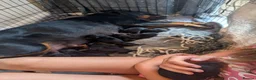 Rottweiler dogs for sale: Beautiful rottweiler pups in Exeter - Advert 6