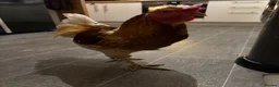 Chickens poultry for sale: friendly rooster  - Advert 8