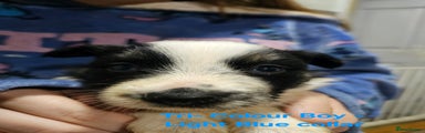 Border Collie Puppy (Light Blue)