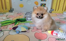 Pomeranian dogs for sale: 🔥XXXS🔥Pomeranian puppies🔥KC reg🔥for sale🔥 - Image 4