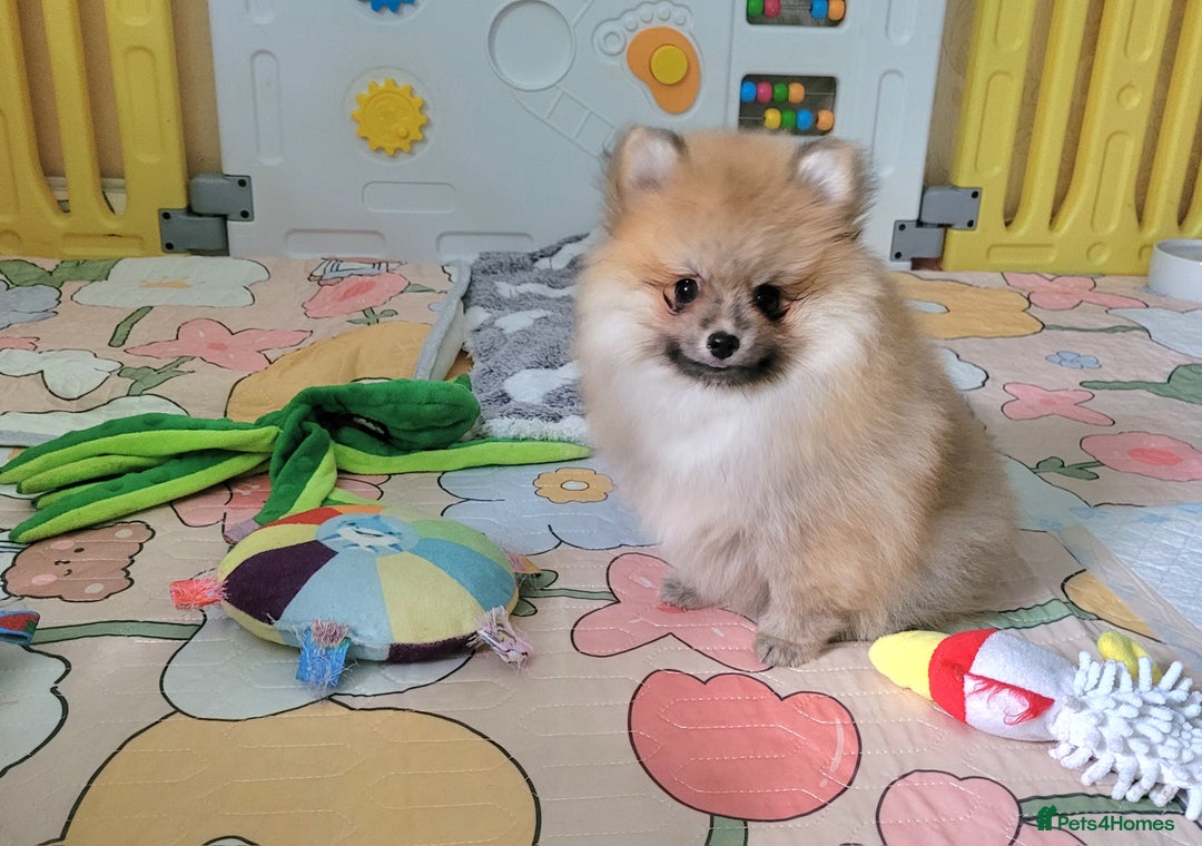 Pomeranian dogs for sale: 🔥XXXS🔥Pomeranian puppies🔥KC reg🔥for sale🔥 - Image 4