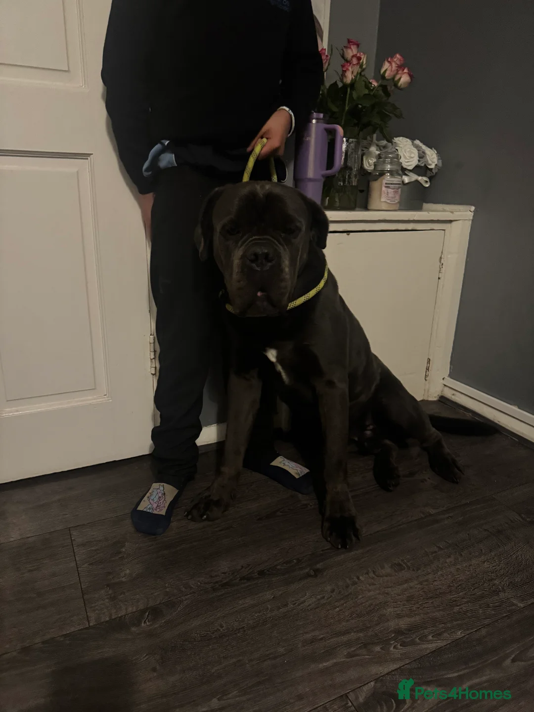 Cane Corso dogs for sale: Blaze - Advert 2