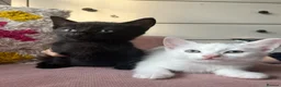 Mixed Breed cats for sale: Two sweet male kittens - Advert 2