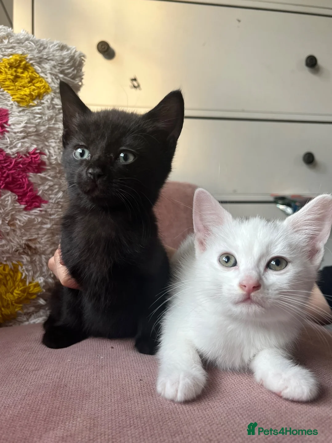 Mixed Breed cats for sale: Two sweet male kittens - Advert 2