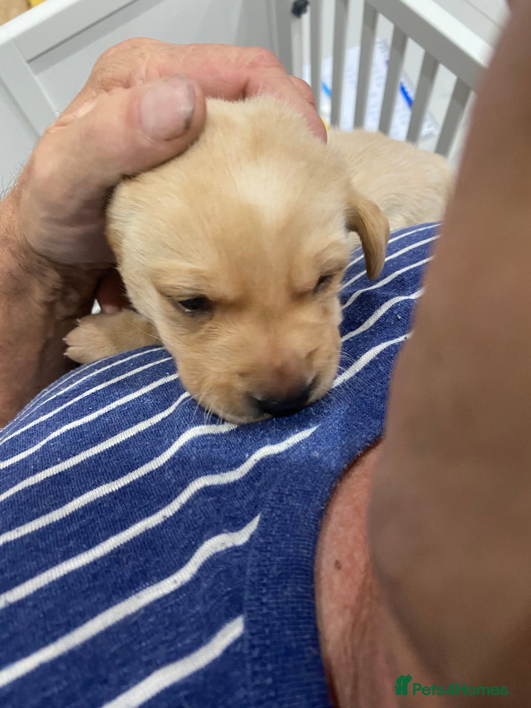 Labrador Retriever dogs for sale: Girl Labrador  - Image 8