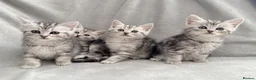 Persian cats for sale: Ready now - Persian x Maine coon kittens  - Advert 5